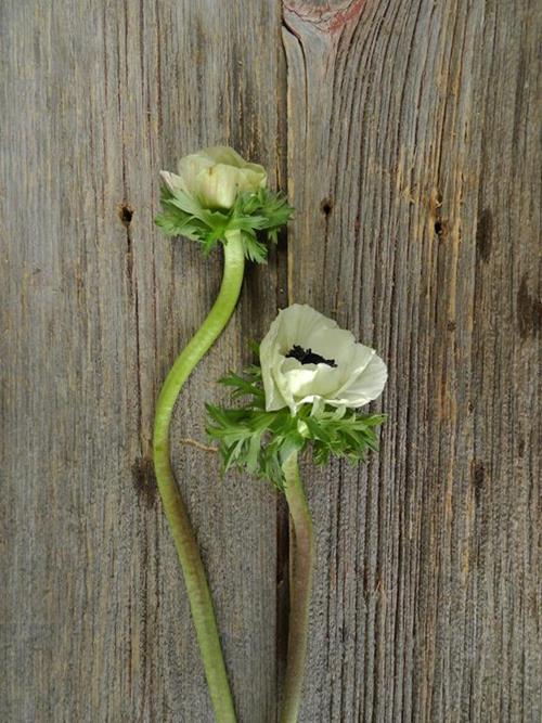 WHITE/BLUSH W/DARK CENTER ANEMONE